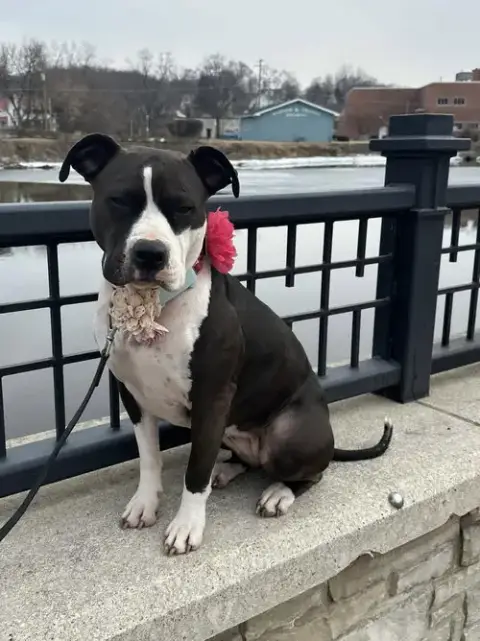 Venus