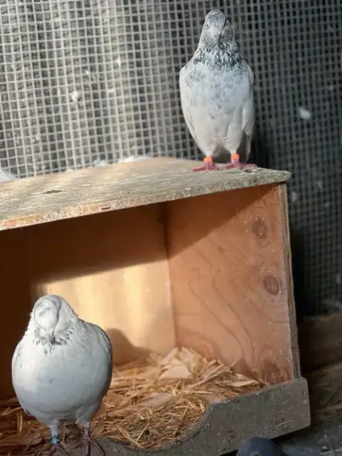 Lyric W/Angel