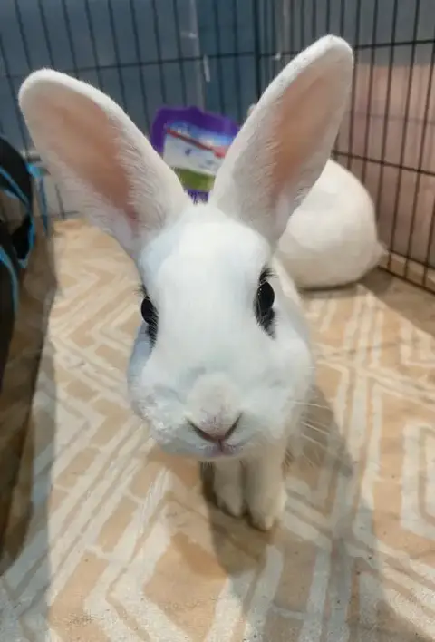 Luna'S Pluto Rabbit Kit