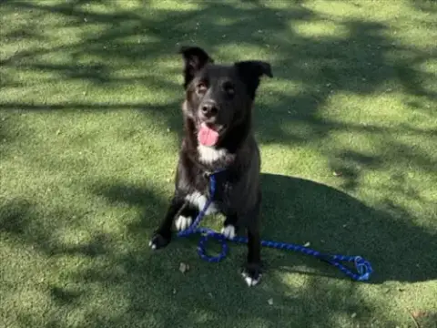 Shadow
