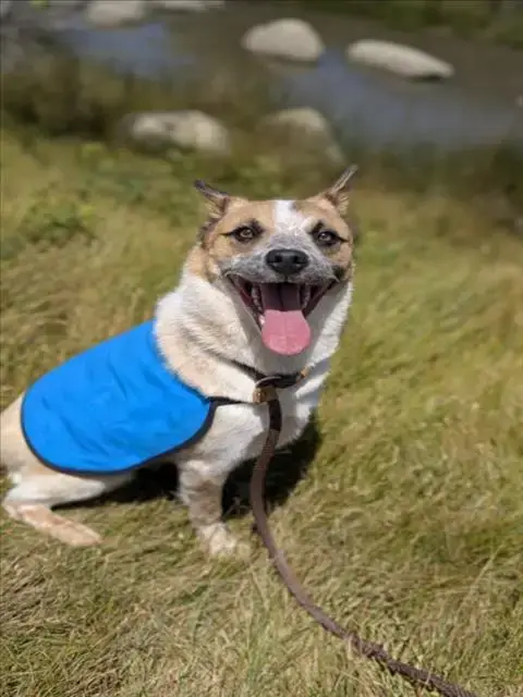 Strider