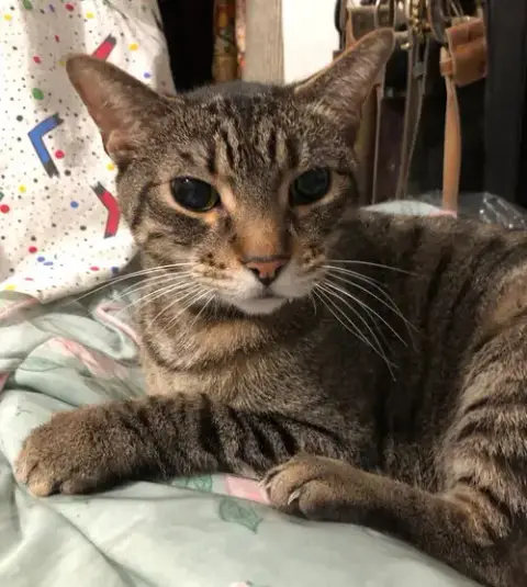Clyde