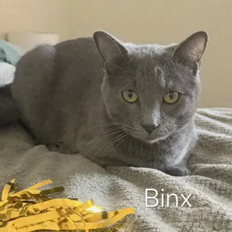 Binx #Snuggler photo 2