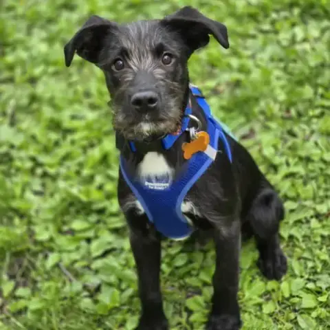 Sirius photo 2