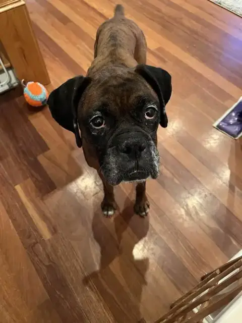 Gemma