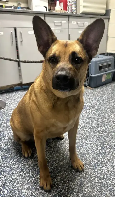 Nova