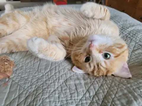 Baxter