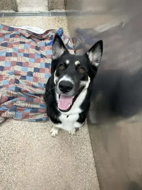 Ozzie