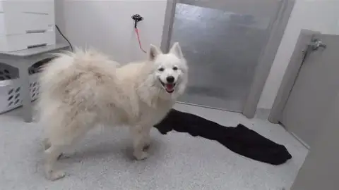 Lobo