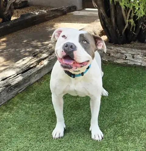 Wow Ms Wynona ~ Pocket American Bully photo 4