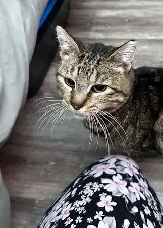 Taco Gato/Cat