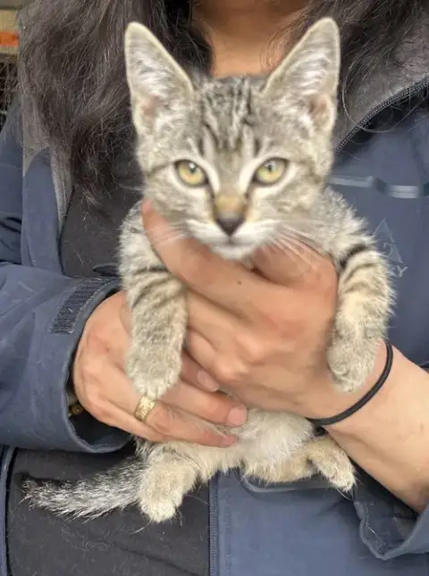 Kiki Napa