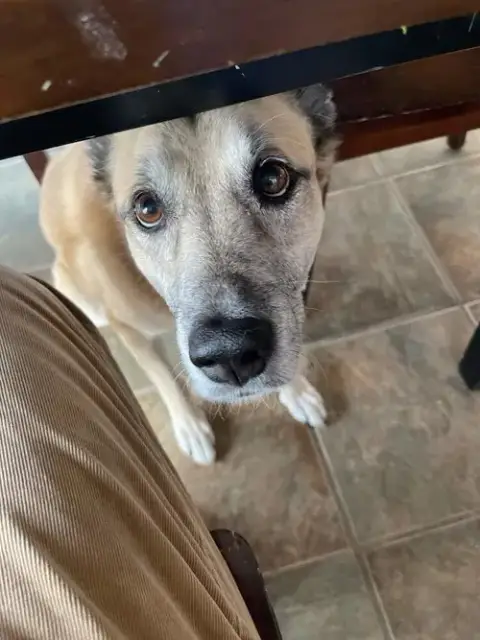 Sarge  Â Tennis Pro