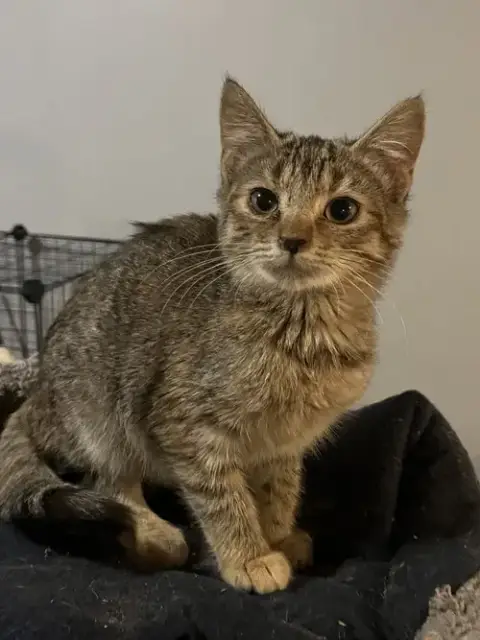 Tiki