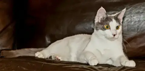 Kitten Gaston photo 3