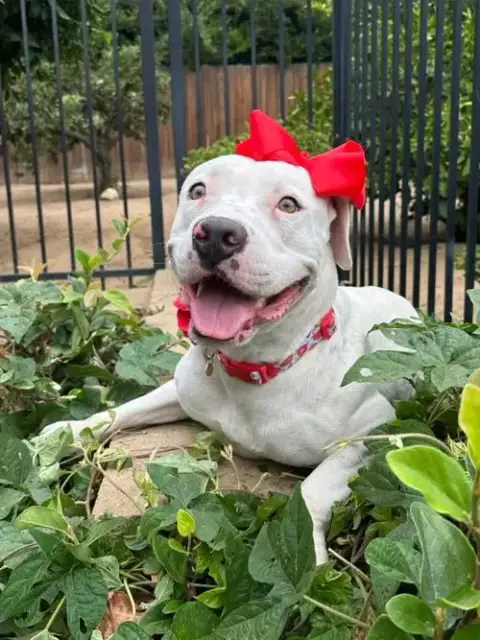 Poppy photo 4