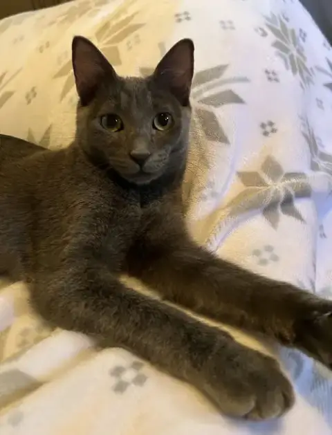 Cayenne photo 5