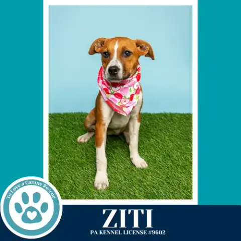 Ziti