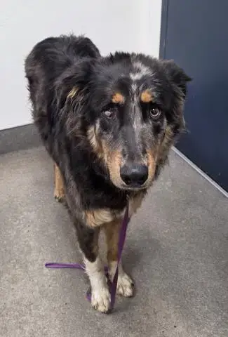 (Rescue Only) Pepper