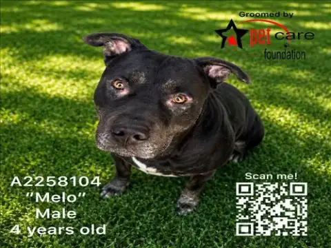 Melo