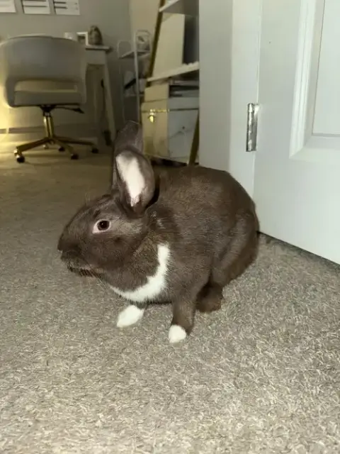 Bunny photo 4