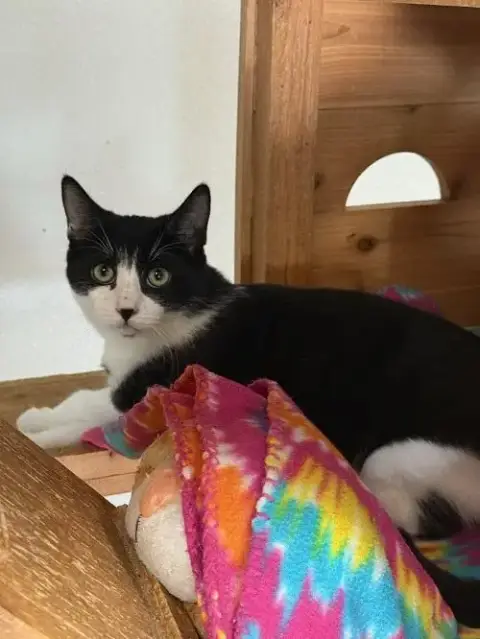 Kitten 27573