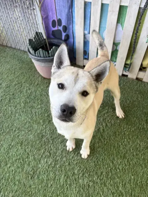 Kuma