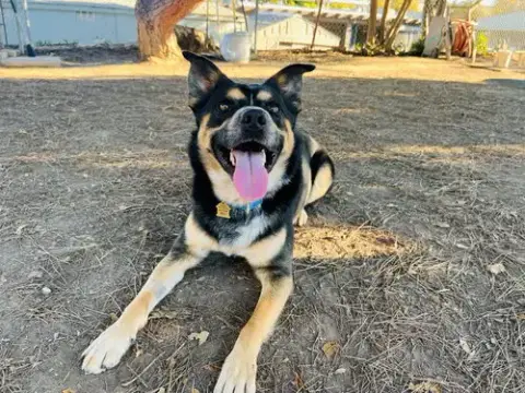 Bowser photo 4