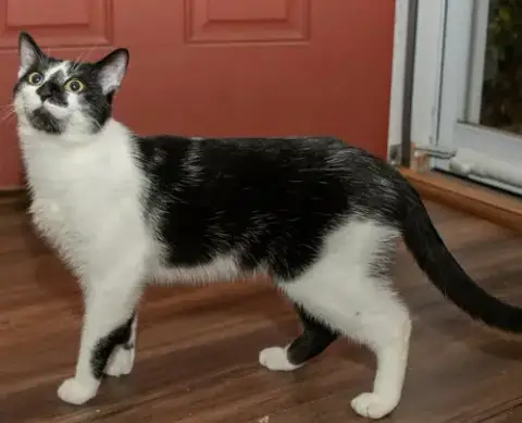 Biscuit Catio photo 4