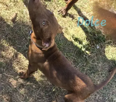 Dolce photo 3