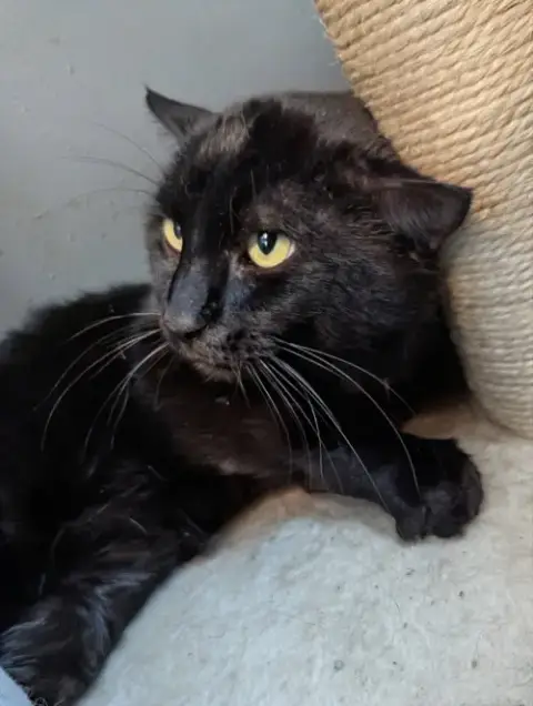Sampson photo 4