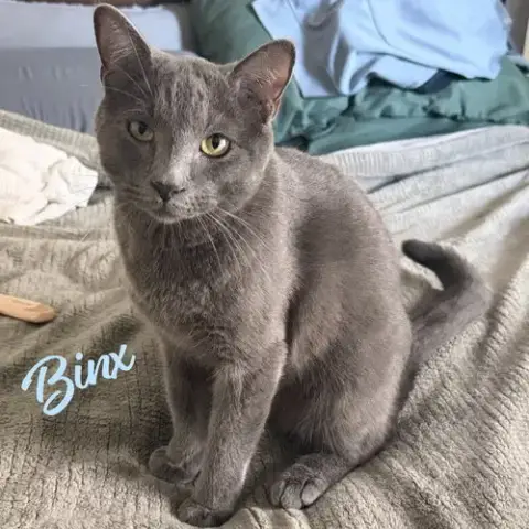 Binx #Snuggler