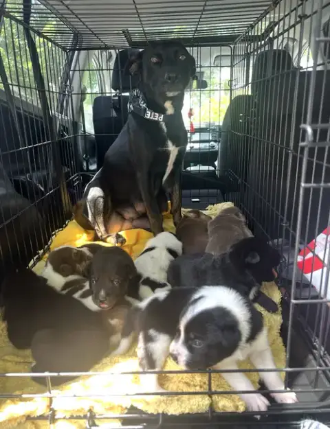 Momma Iris' Litter: Trooper photo 4