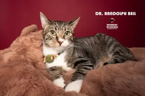 Dr Randolph Bell