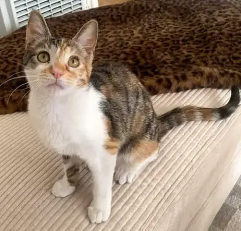 Hazel