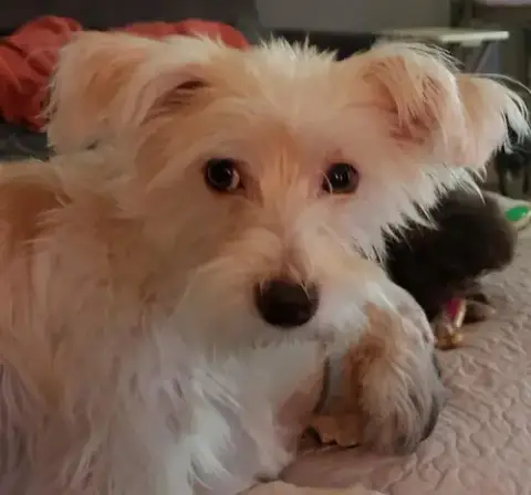Poppy photo 4