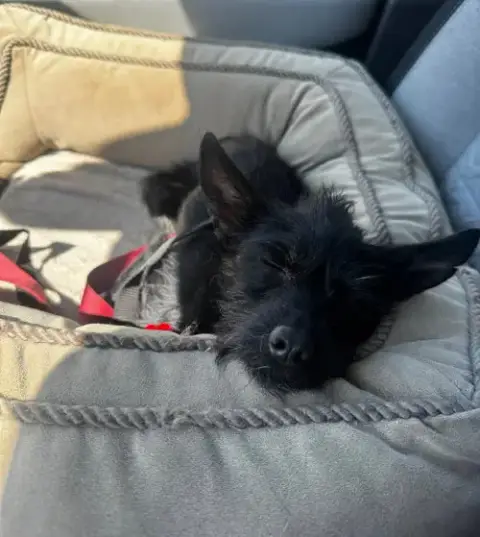 Zorro photo 3