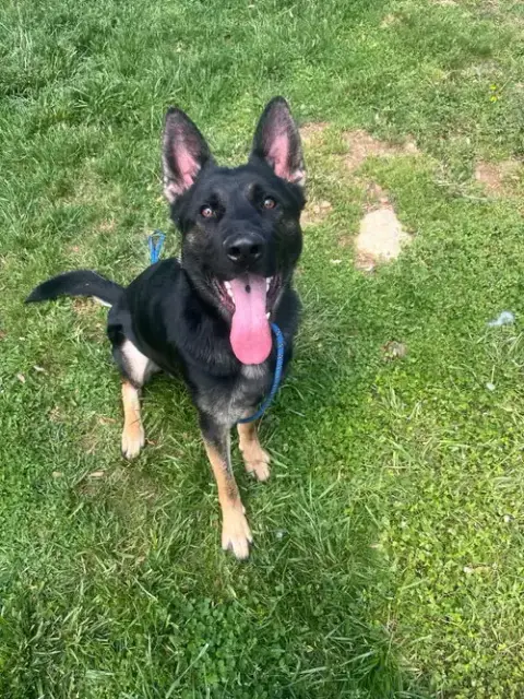 Rocco photo 2