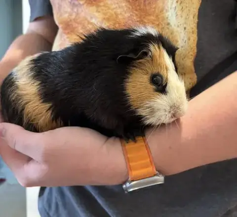 Piggie And Gerald photo 2