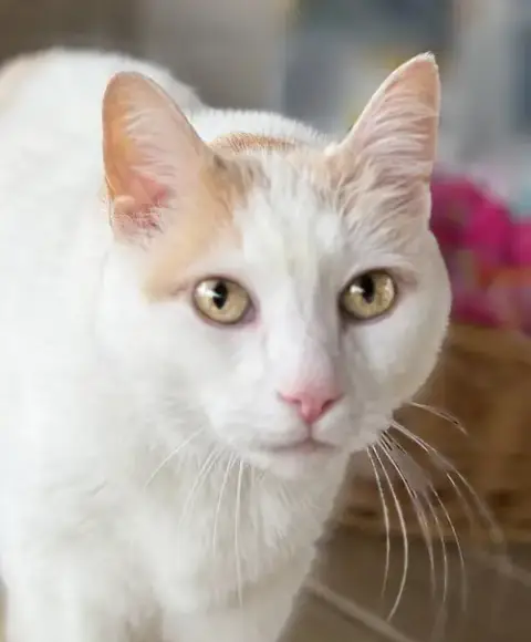 Angelo