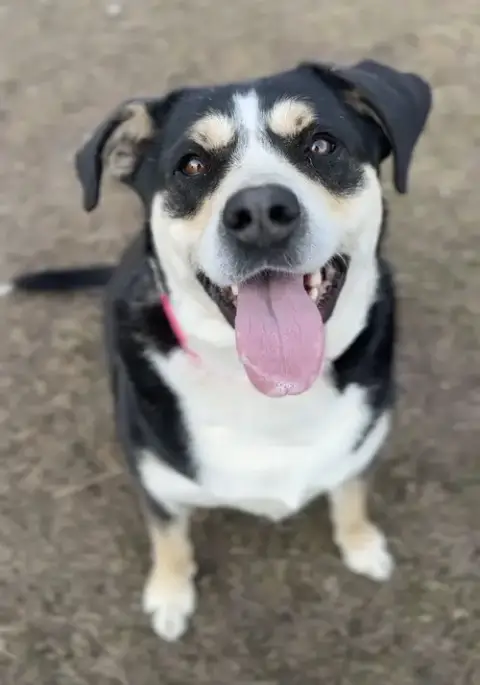 Phoebe photo 3
