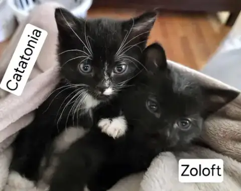 Zoloft photo 2