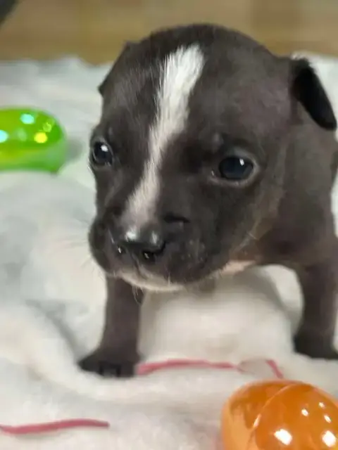 Jett photo 5