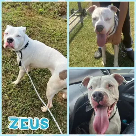 Zeus photo 4