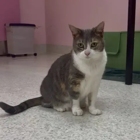 Leela