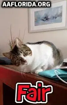 Fair The Anti-Cat Cat