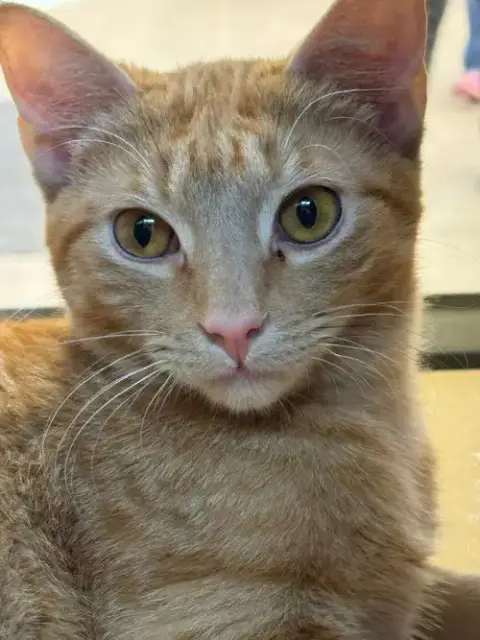 Tang