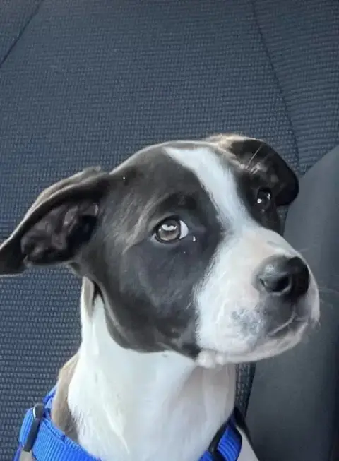 Apollo