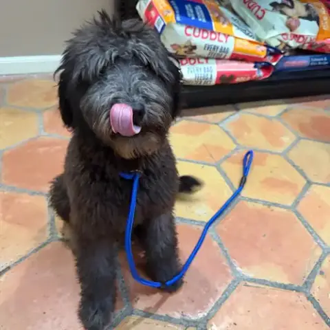 Remmy