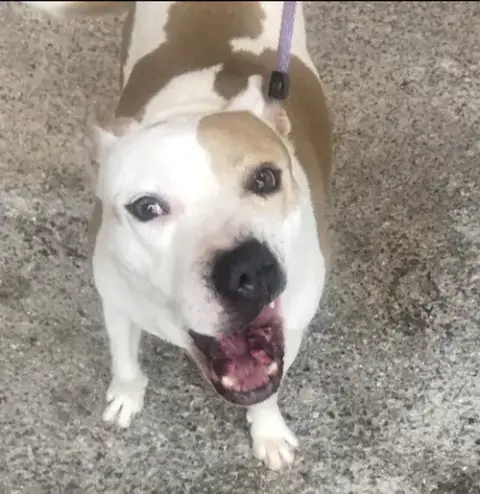 Millie